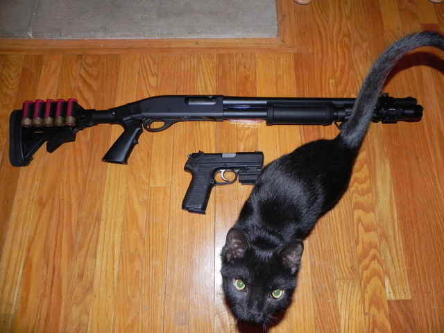 Reminton 870 and Ruger P95DC and Kitten Reminton 870 and Ruger P95DC and Kitten
